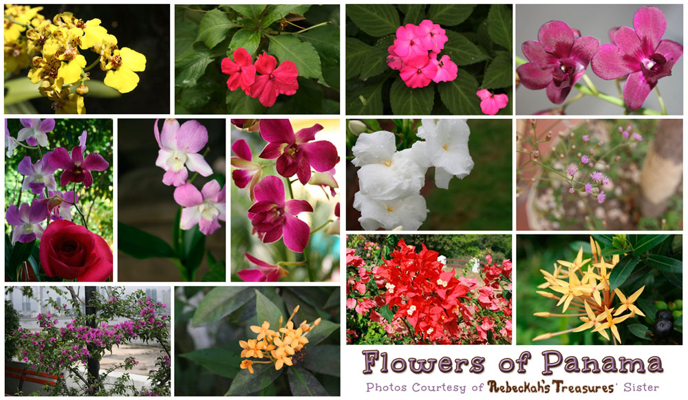 Flowers of Panama via @beckastreasures