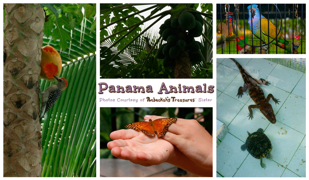 Panama Animals via @beckastreasures